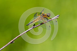 Four spotted chaser