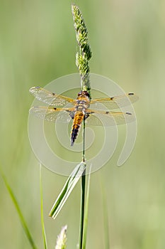 Four spotted chaser