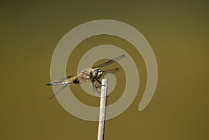 Four-spotted Chaser (Libellula quadrimaculata) photo