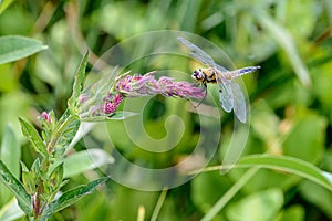 Four-spotted chaser, Libellula quadrimaculata, dragonfly on a purple wildflower