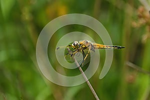 Four-spotted chaser (Libellula quadrimaculata) on a green plant, close-up