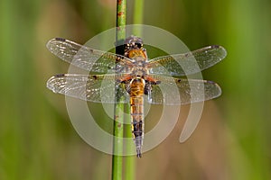 The four-spotted chaser Libellula quadrimaculata, known in Nor