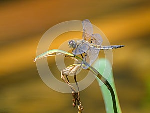 Four spotted chaser sitting on a green plant