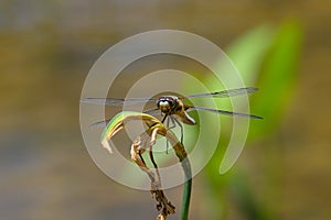 Four spotted chaser sitting on a green plant