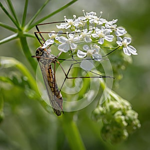 Four Spotted Cranefly photo