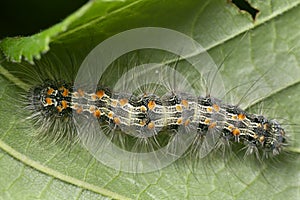 Four-spotted footman, Lithosia quadra larva on hazel leaf photo