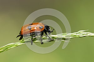 A Four Spotted Leaf Beetle, Clytra quadripunctata, on grass seeds in a woodland clearing.