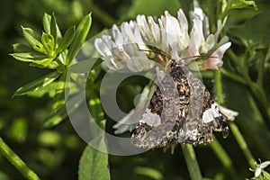 Four-spotted moth Tyta luctuosa