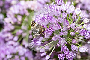 A Four-spotted Moth Tyta luctuosa Seeking Pollen on a Colorful Purple Flower