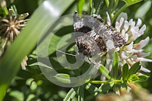 Four-spotted moth Tyta luctuosa photo