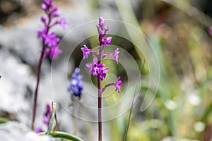 Four spotted orchid, Orchis quadripunctata