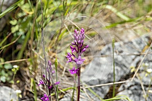 Four spotted orchid, Orchis quadripunctata