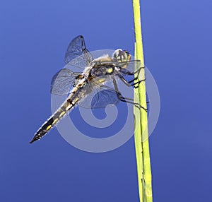 Skimmer Dragonfly (Chaser)