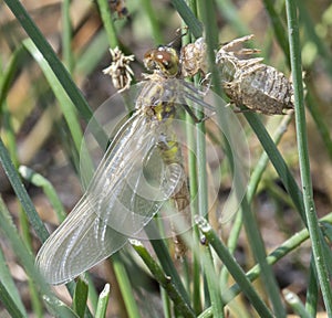 Four-spotted Skimmer Libellula quadrimaculata Teneral Just After Emergence at a Small Lake in Colorado photo