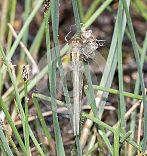 Four-spotted Skimmer Libellula quadrimaculata Teneral Just After Emergence at a Small Lake in Colorado with its Exoskeleton photo