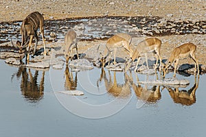 Four springbok and one kudu lined up drinking from Halali waterhole. Etosha national park, Namibia