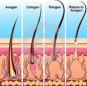 Four stages of the hair growth cycle