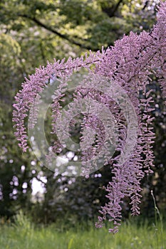 Four-stamen Tamarix tetrandra, with arching branches of pink flowers