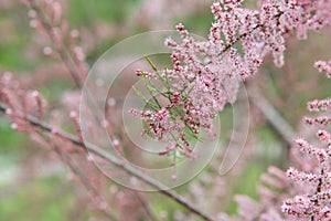 Four-stamen Tamarix tetrandra, flowering rames