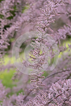 Four-stamen Tamarix tetrandra, arching branch with pink flowers photo