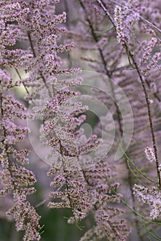 Four-stamen Tamarix tetrandra, sea of tiny pink flowers
