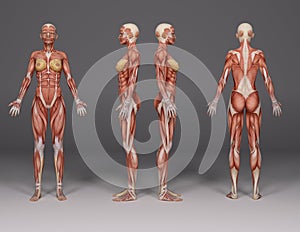 3D illustration : four female body illustration with muscle tissues maps display in the studio photo