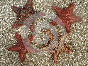 Four Starfish on Caribbean Sand
