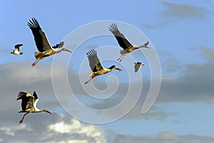 Four storks flying photo