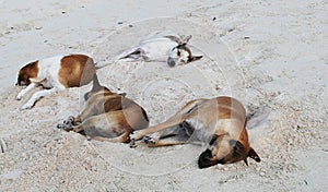 Four stray dogs sleeping on the beach