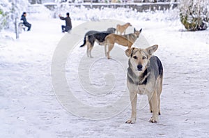Four stray dogs in winter and human take photos in background. Concept of everybody loves to have snow picture