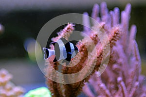 Four Stripe Damselfish - Dascyllus melanurus