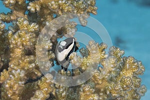 Four stripe damselfish Dascyllus melanurus