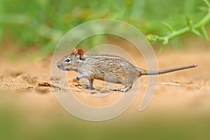 Four-striped grass mouse, Rhabdomys pumilio, beautiful rat in the habitat. Mouse in the sand with green vegetation, funny image