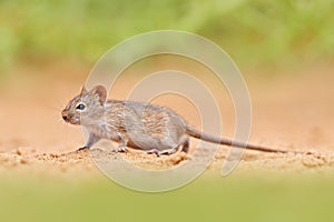 Four-striped grass mouse, Rhabdomys pumilio, beautiful rat in the habitat. Mouse in the sand with green vegetation, funny image photo