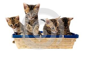 Four striped kitten sitting in a basket