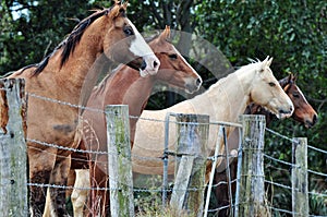 Four stunning different farm horses standing at fence line curiously watching people passing