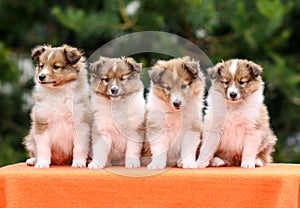 Four stunning smart nice fluffy sable white shetland sheepdog puppies