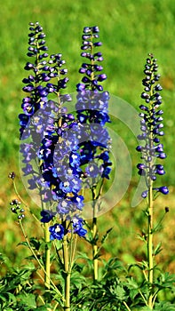 Four summer day field flower