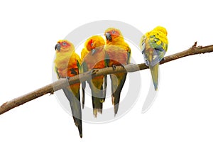 Four Sun Parakeets on the trunk in white background