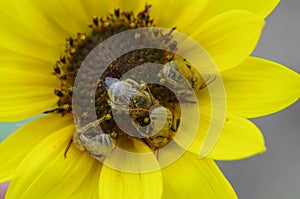 Sunflower Bees pollinating Annual Sunflower