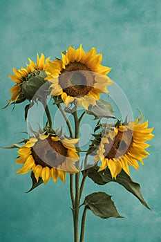 Beautiful sunflowers on a blue background Close-up