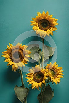 Close-Up of Vibrant Sunflowers Against Azure Canvas