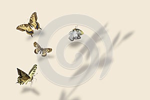 Four swallowtail butterflies in flight and flower shadow on Set Sail Champagne background,  3d illustration
