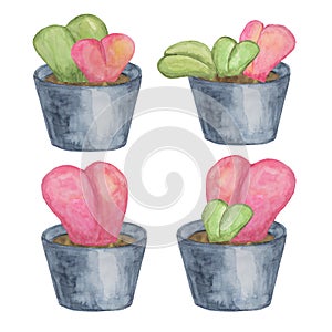 Four sweetheart hoya plants in watercolor