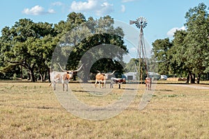 Four Texas Longhorns and a Windmill