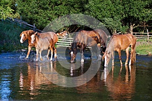 Four thirsty horses on the lake drinking water