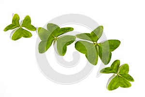 Four Three Leaf Clovers on White Background
