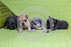 Four three-week old chocolate merle, blue tan and blue merle French Bulldogs puppies
