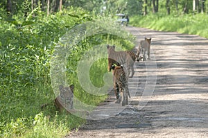 Four Tigers at Tadoba Tiger reserve Maharashtra,India