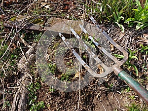 Four Tine Garden Fork Near a Flower Bed